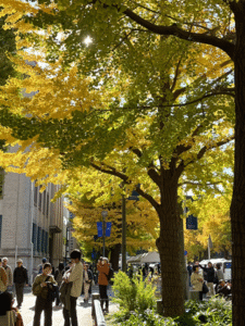 Illustration of families taking photos, children laughing, and friends walking together under the glowing trees
