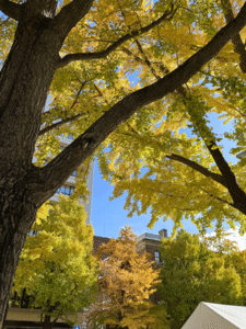 Illustration of ginkgo trees turning a deep golden yellow