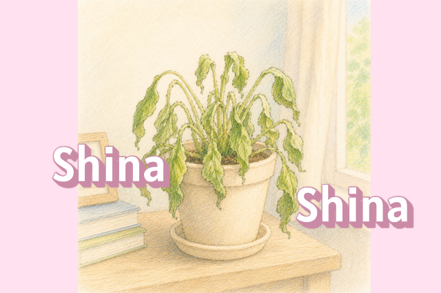 shina shina