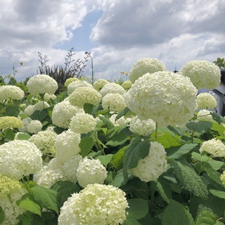 Hydrangeas, rainy season